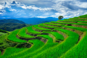 Strategi dalam Pembuatan Terasering agar Tidak Merugikan Lingkungan dan Masyarakat